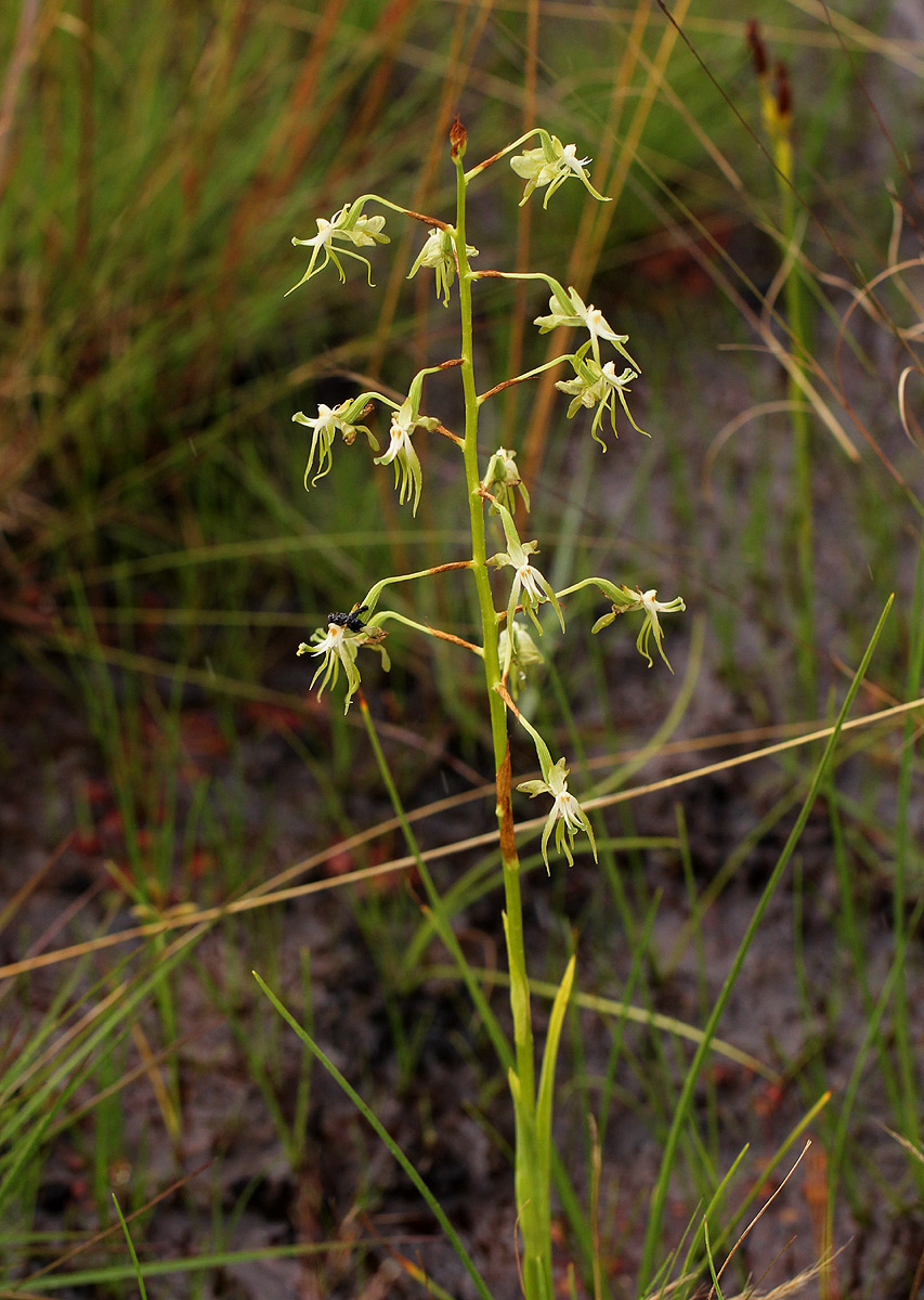 Habenaria schimperiana Habenaria schimperiana