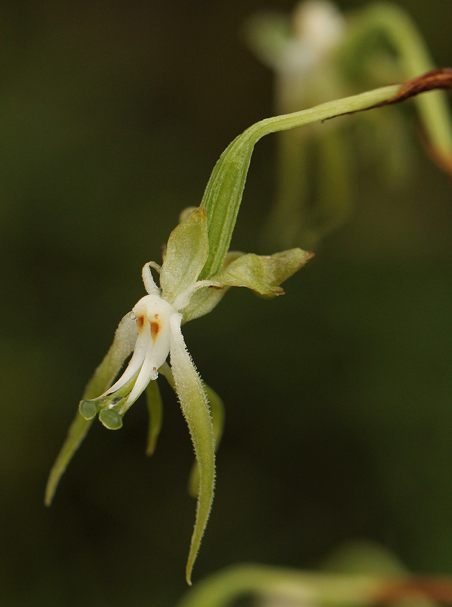Habenaria schimperiana Habenaria schimperiana