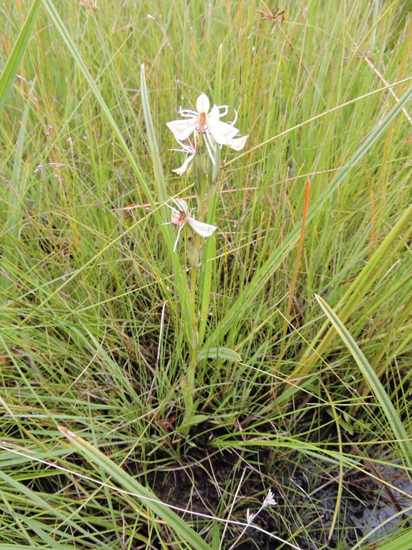 Habenaria stenorhynchos Habenaria stenorhynchos