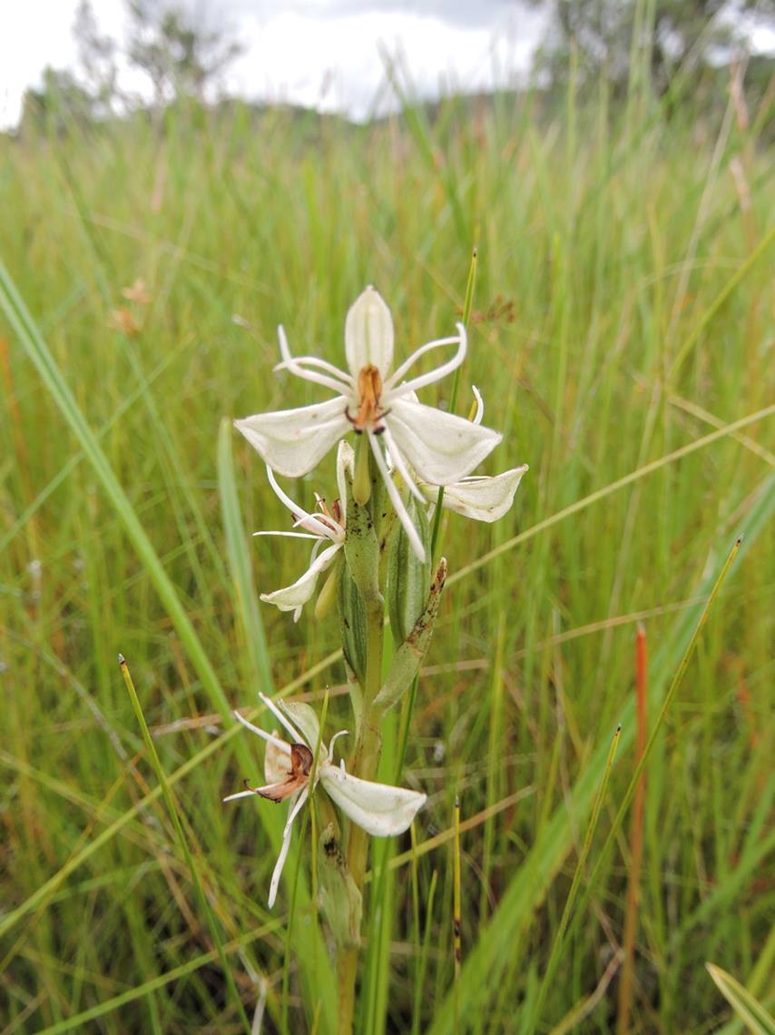 Habenaria stenorhynchos Habenaria stenorhynchos