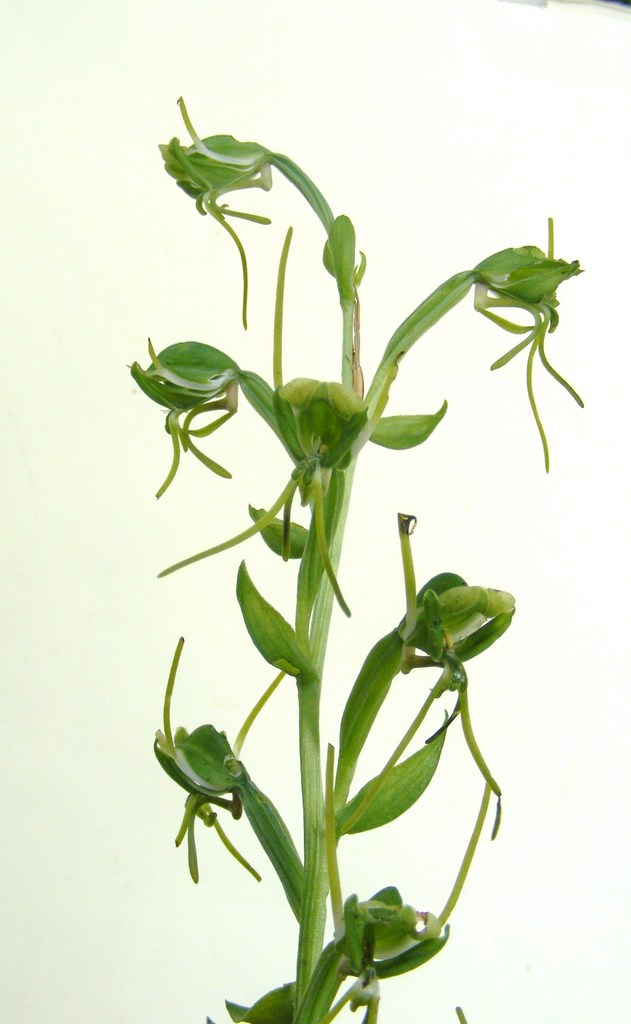 Habenaria tentaculigera Habenaria tentaculigera