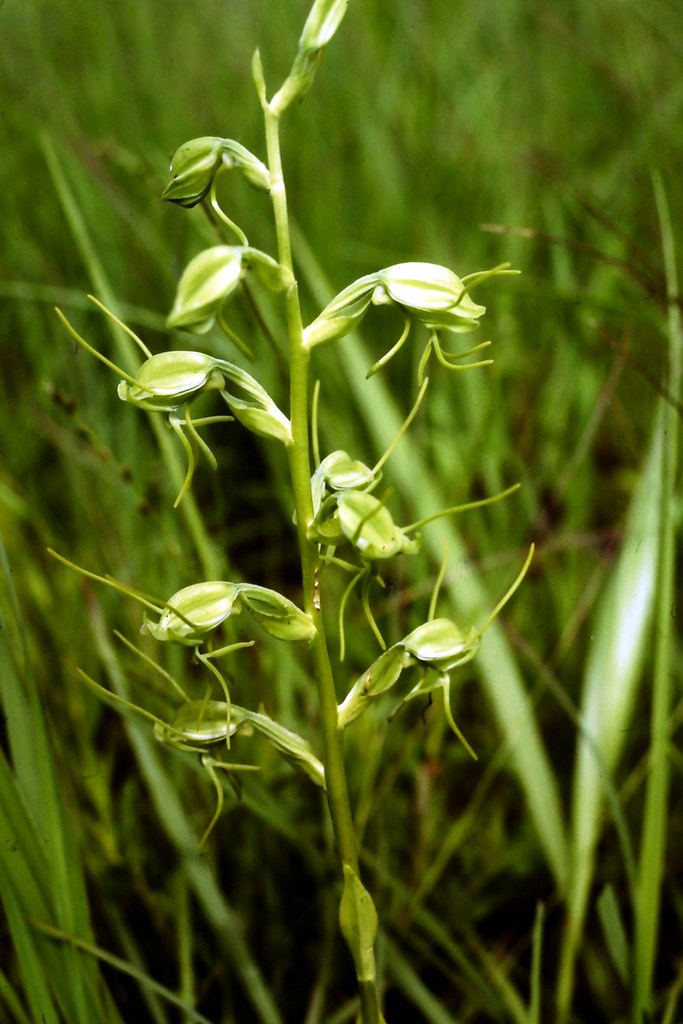 Habenaria tentaculigera Habenaria tentaculigera