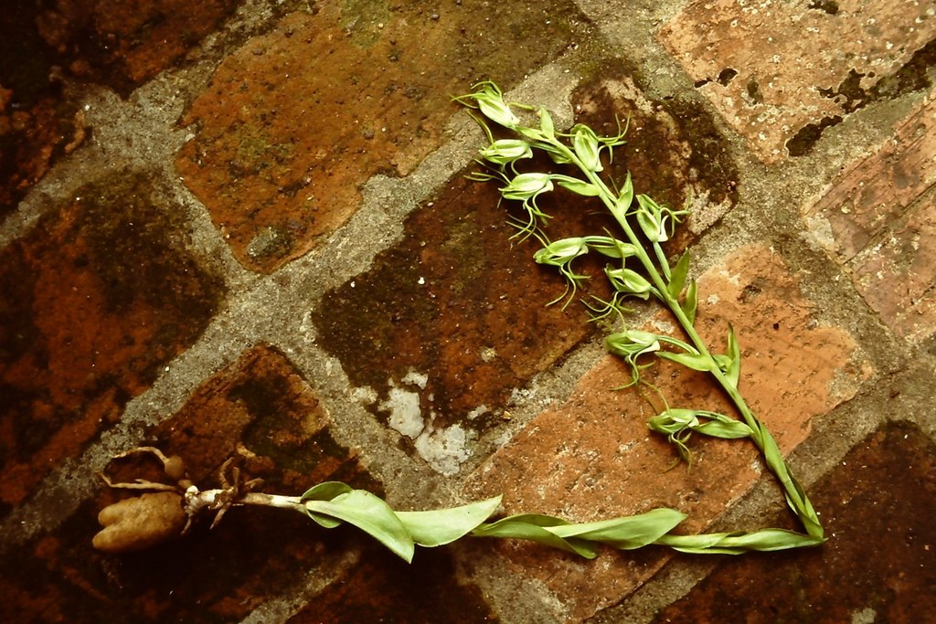 Habenaria tentaculigera Habenaria tentaculigera