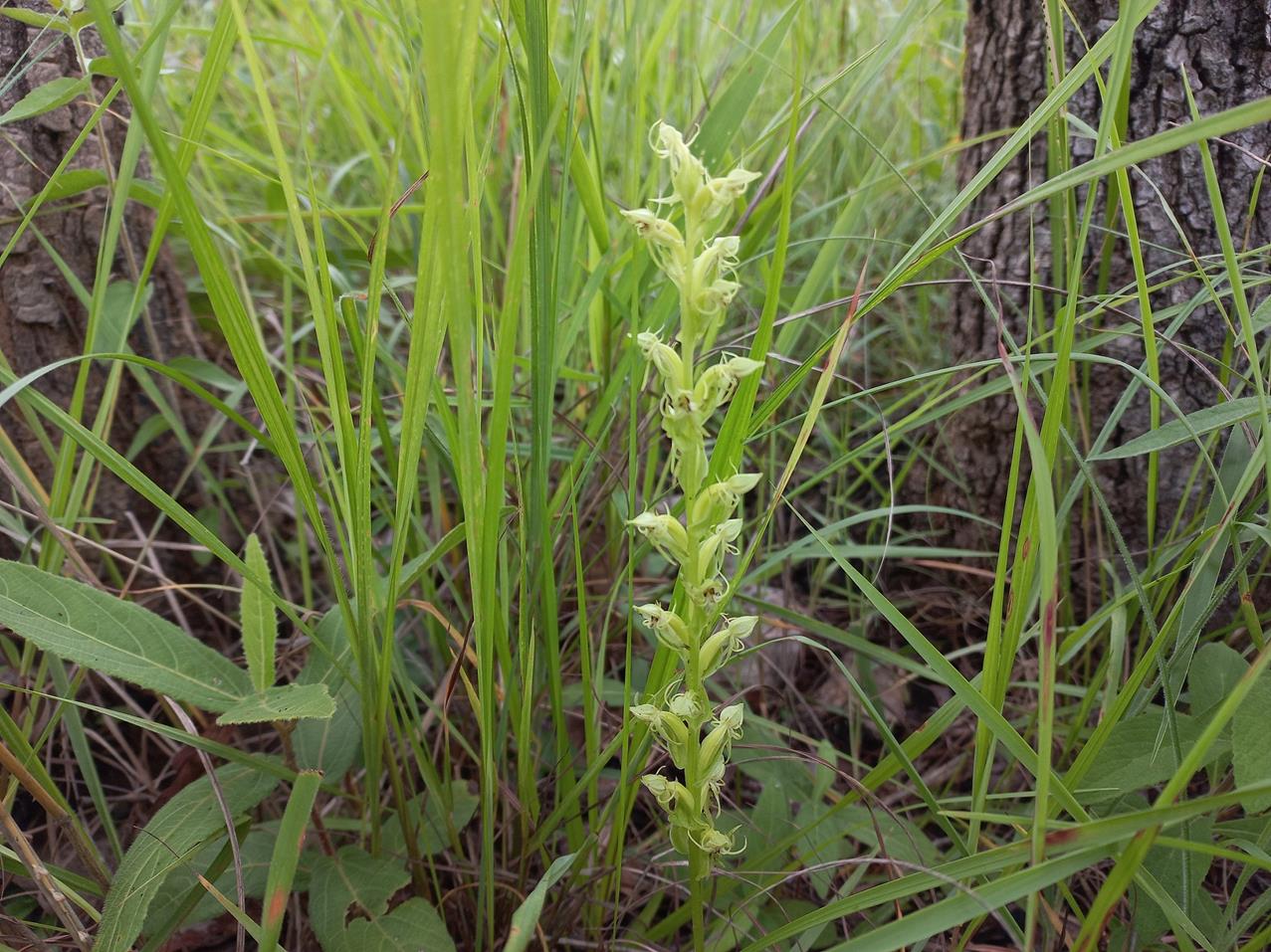 Habenaria uhehensis Habenaria uhehensis