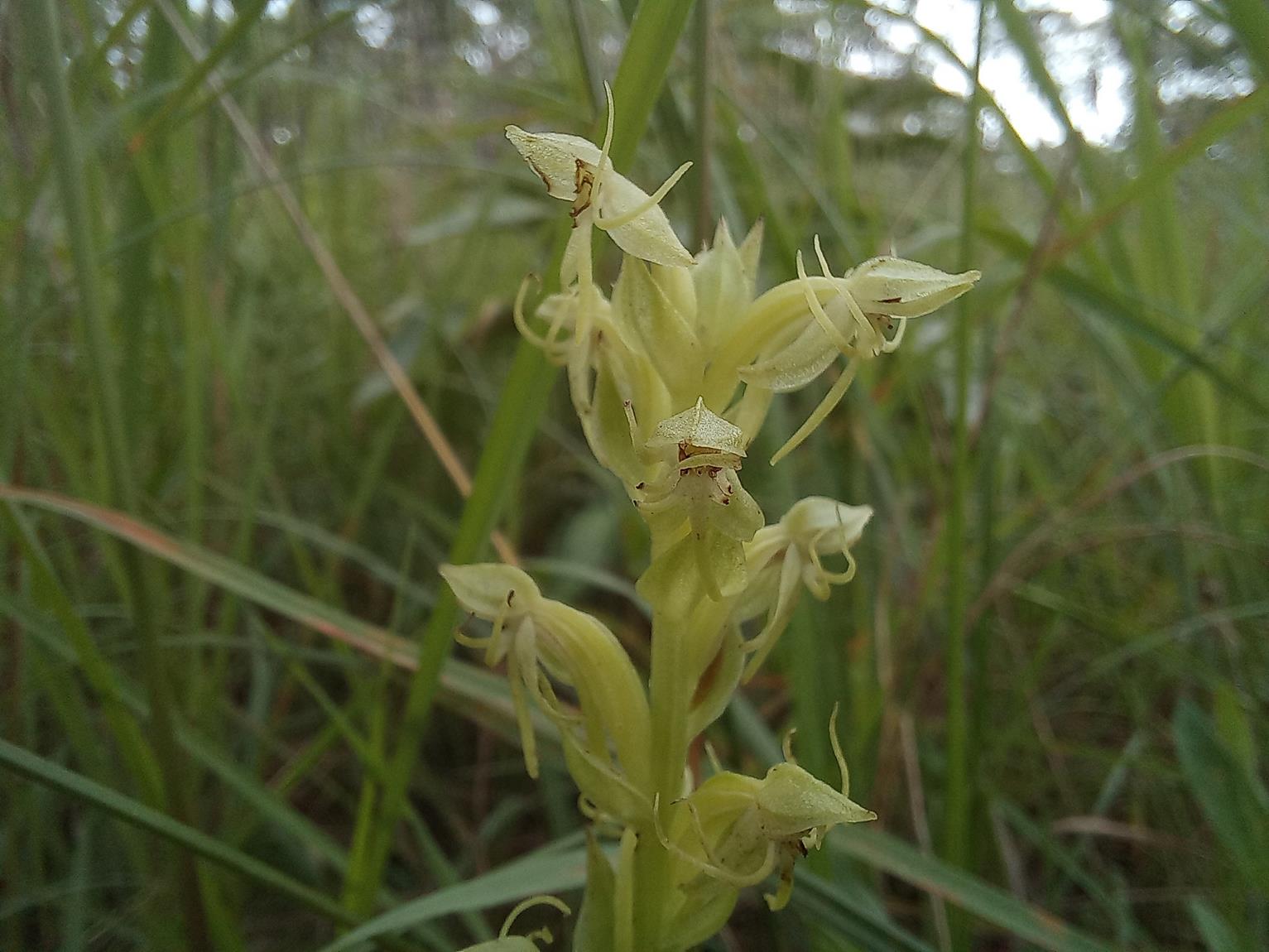 Habenaria uhehensis Habenaria uhehensis
