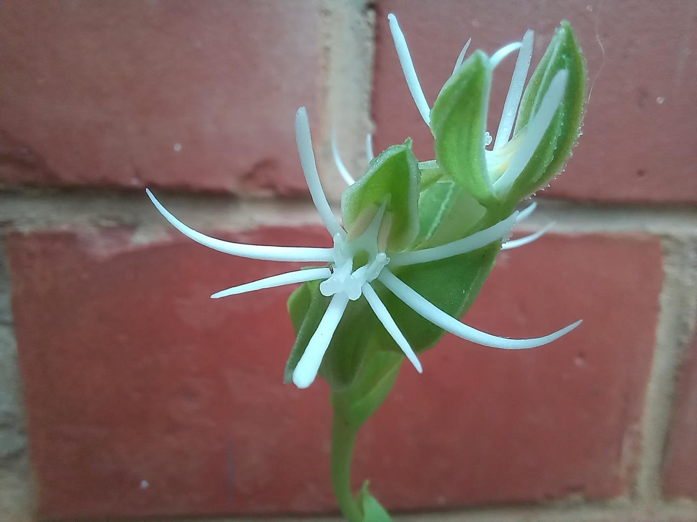 Habenaria verdickii Habenaria verdickii