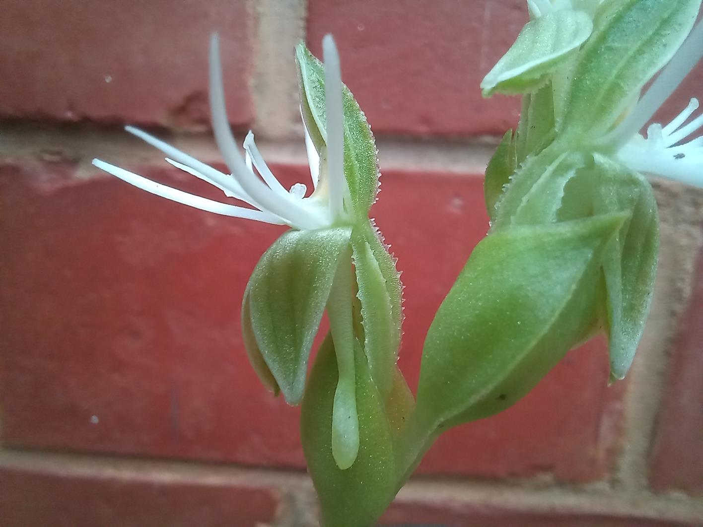 Habenaria verdickii Habenaria verdickii