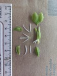 Habenaria verdickii