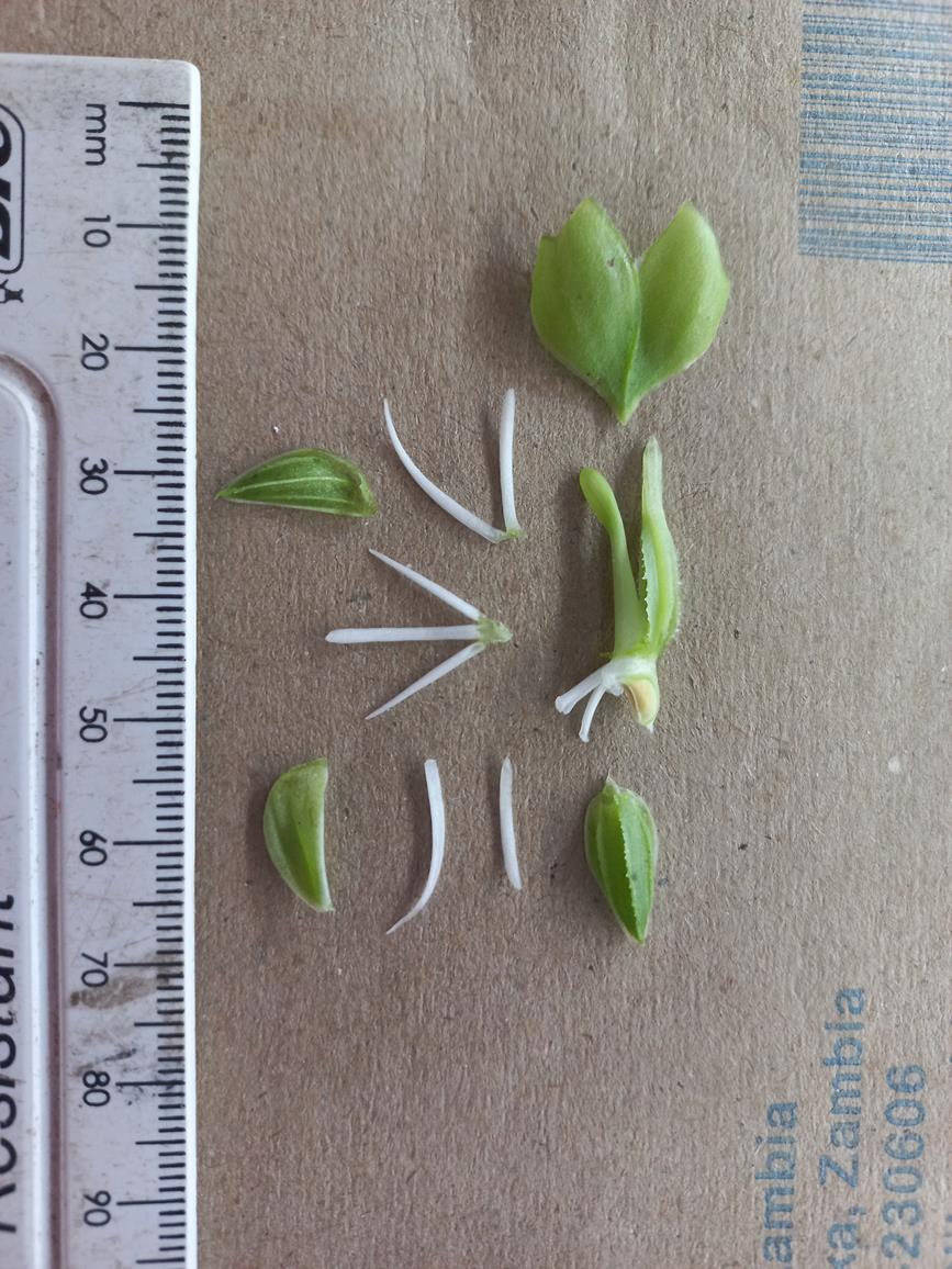 Habenaria verdickii Habenaria verdickii