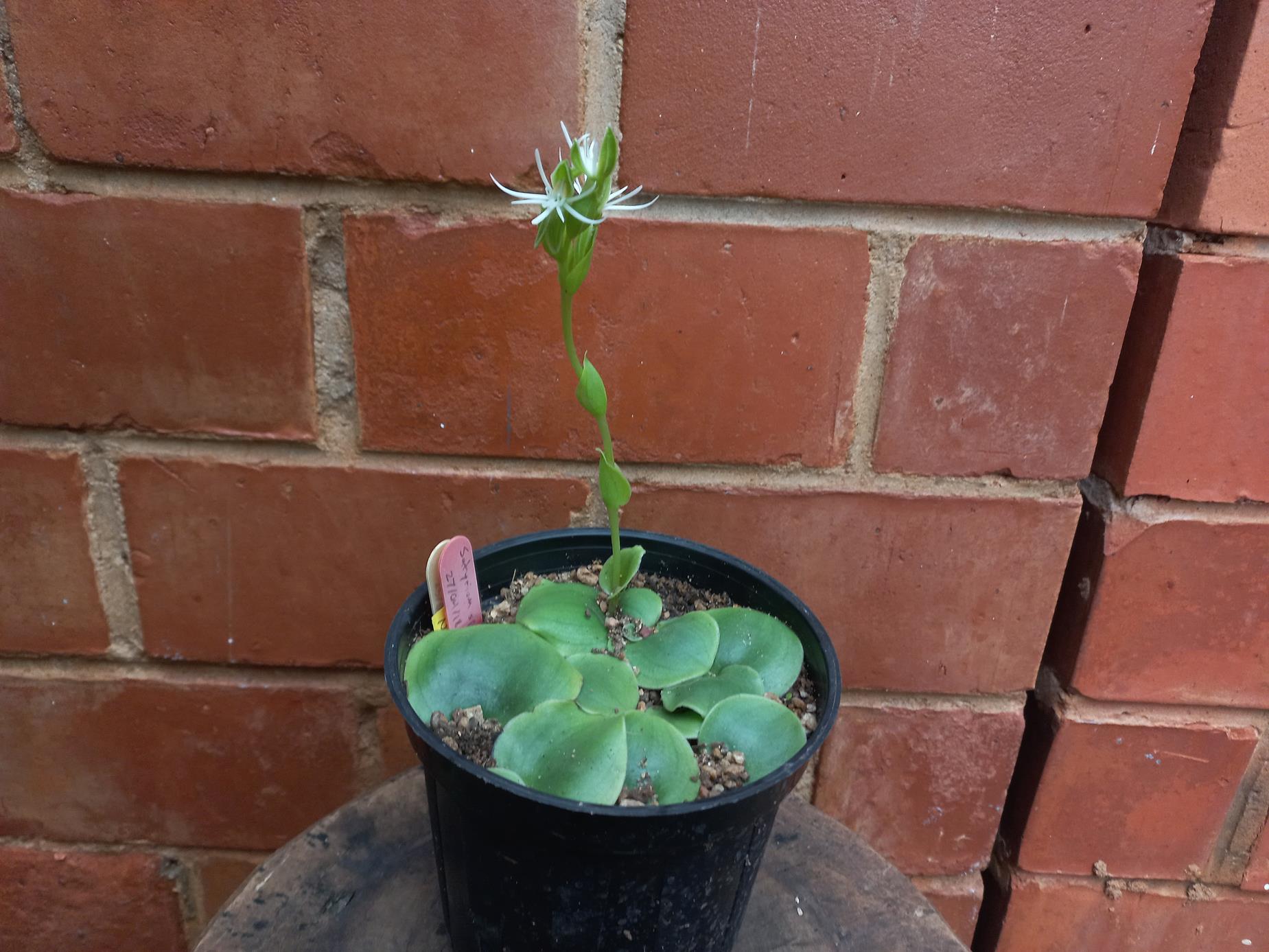 Habenaria verdickii Habenaria verdickii