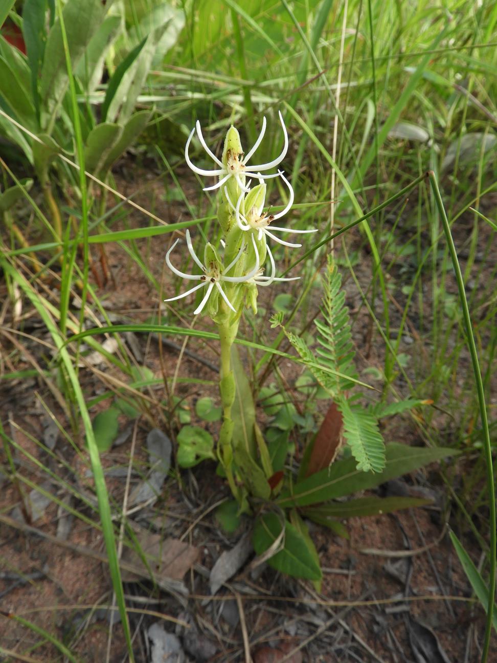 Habenaria verdickii Habenaria verdickii