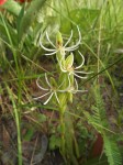 Habenaria verdickii