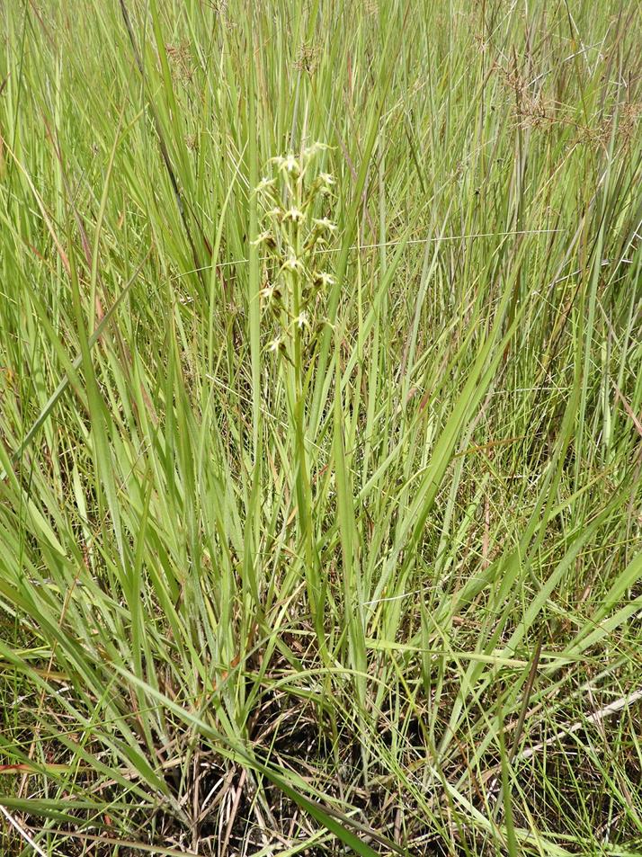 Habenaria weberiana Habenaria weberiana