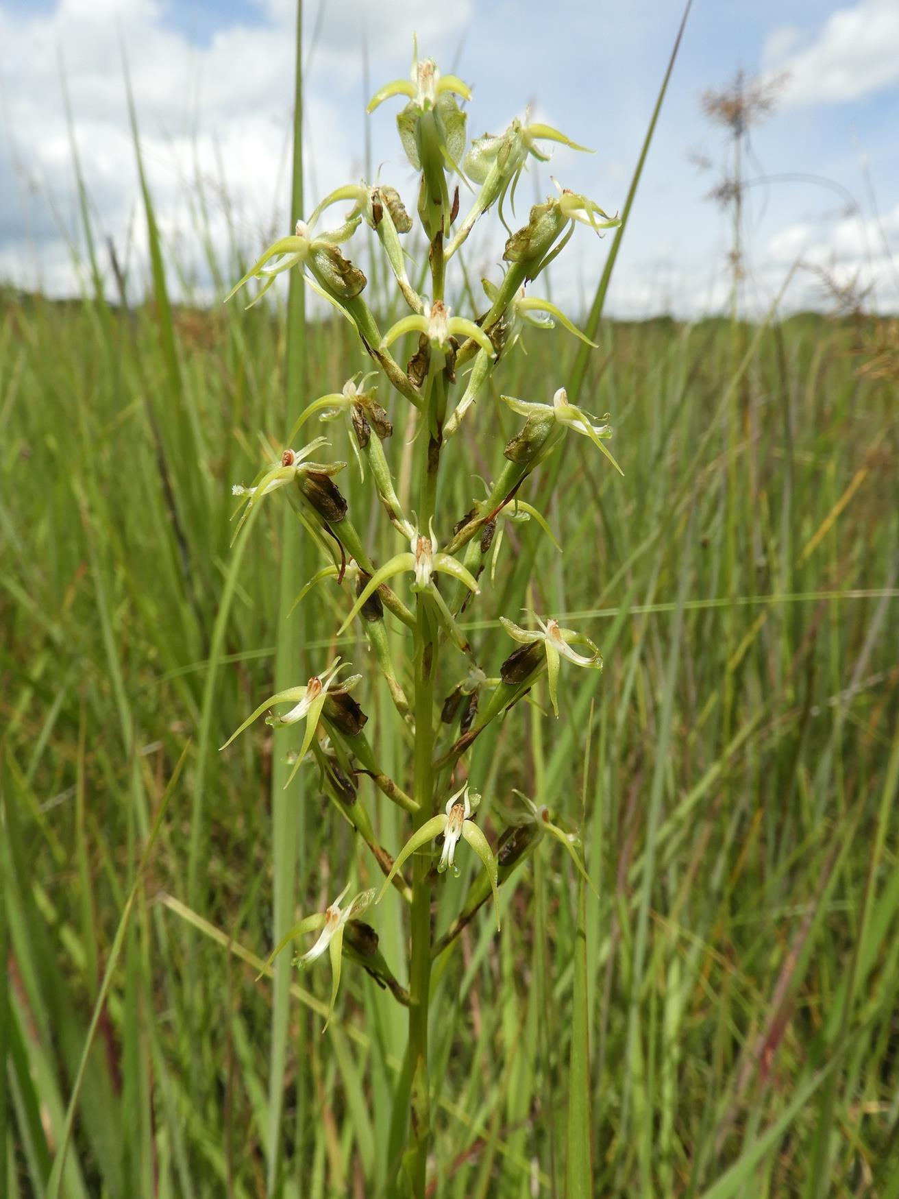 Habenaria weberiana Habenaria weberiana
