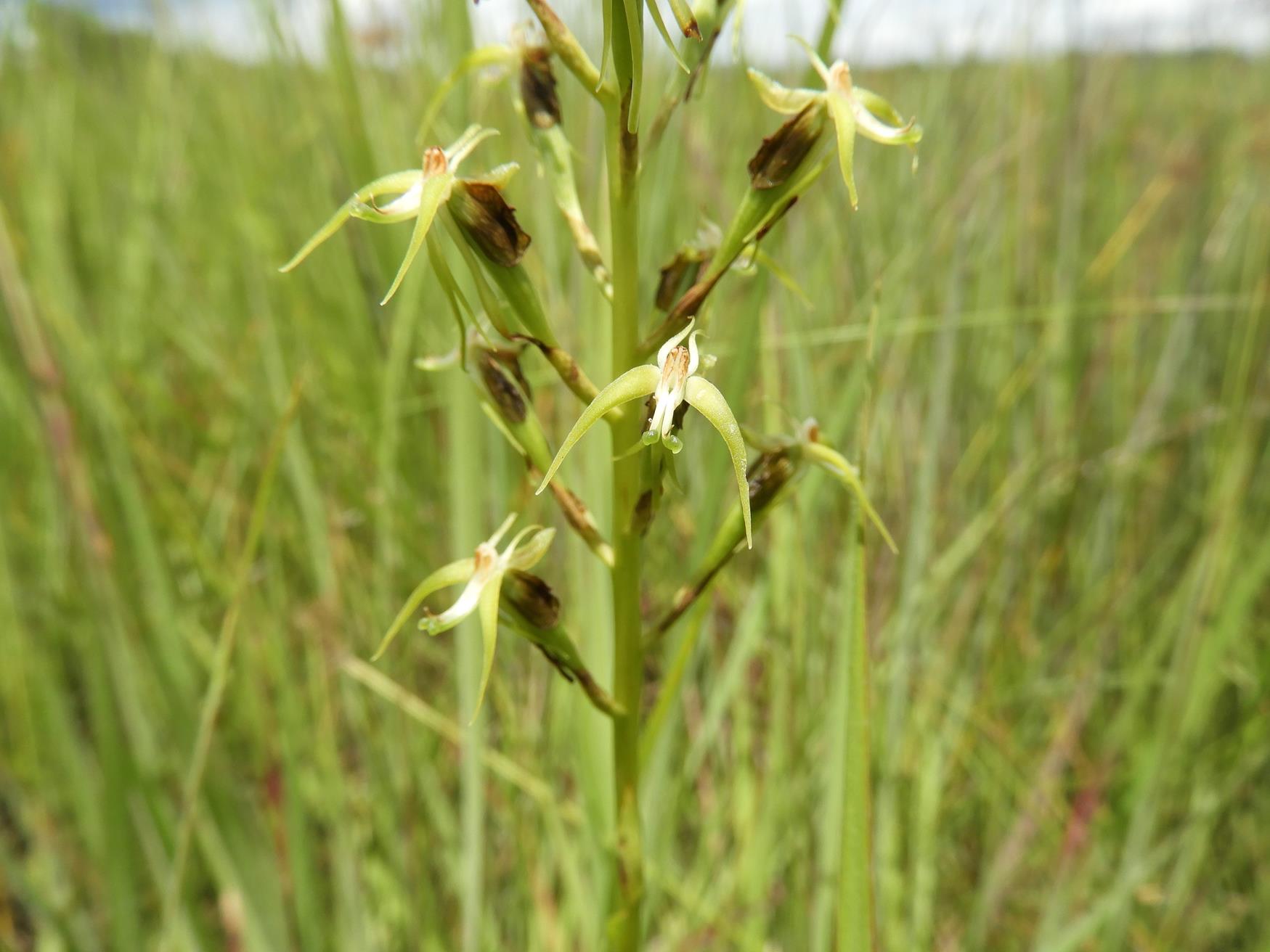 Habenaria weberiana Habenaria weberiana
