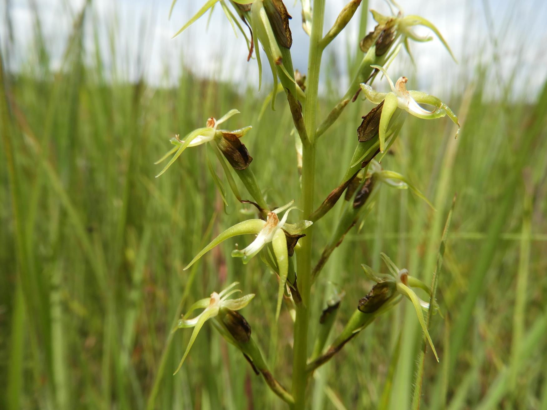 Habenaria weberiana Habenaria weberiana