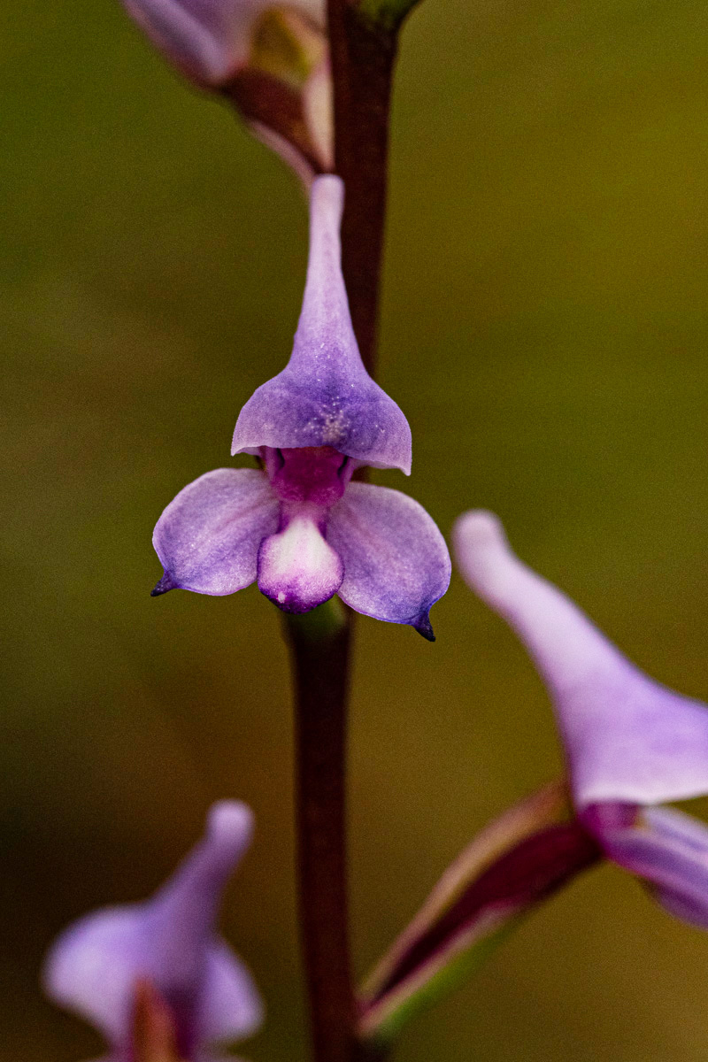 Disa equestris