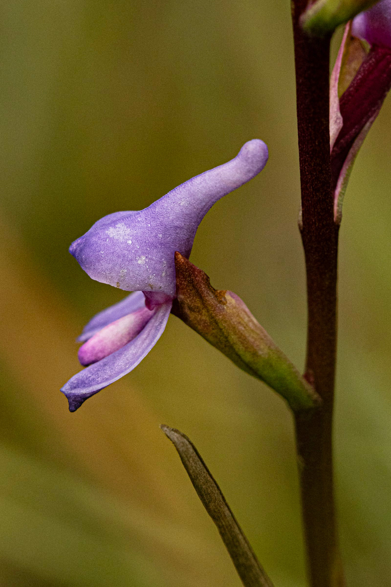 Disa equestris