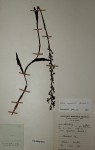 Disa equestris