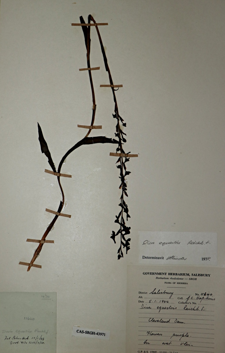 Disa equestris Disa equestris