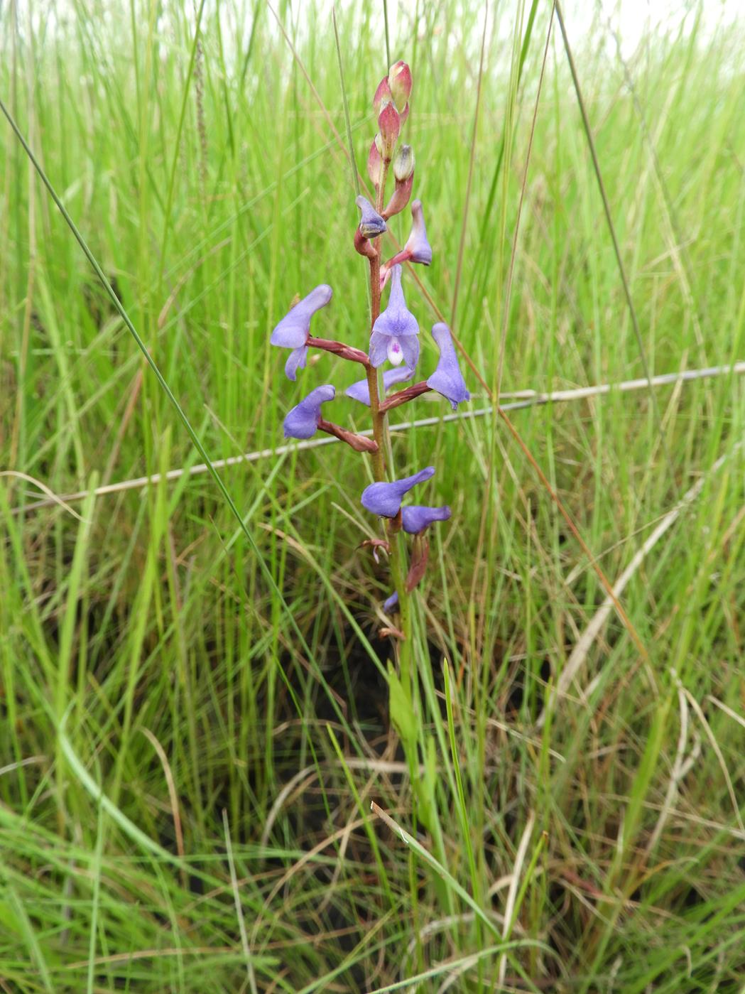 Disa equestris