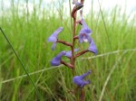 Disa equestris