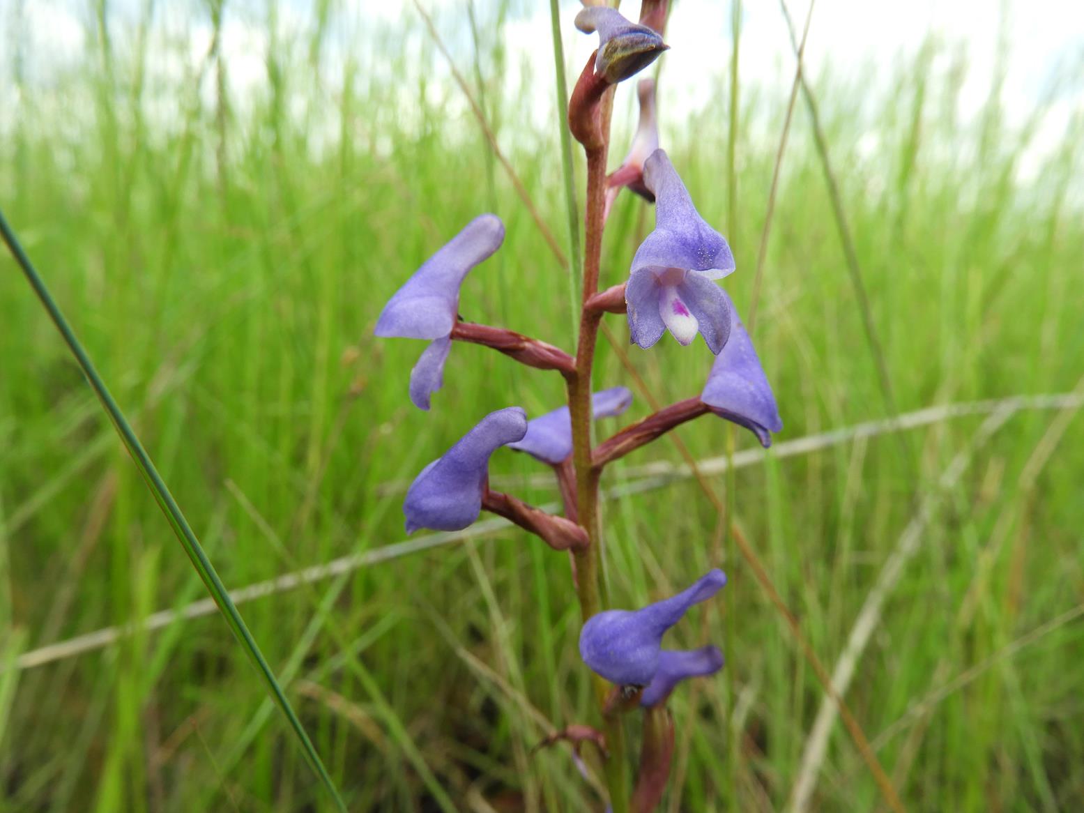 Disa equestris Disa equestris