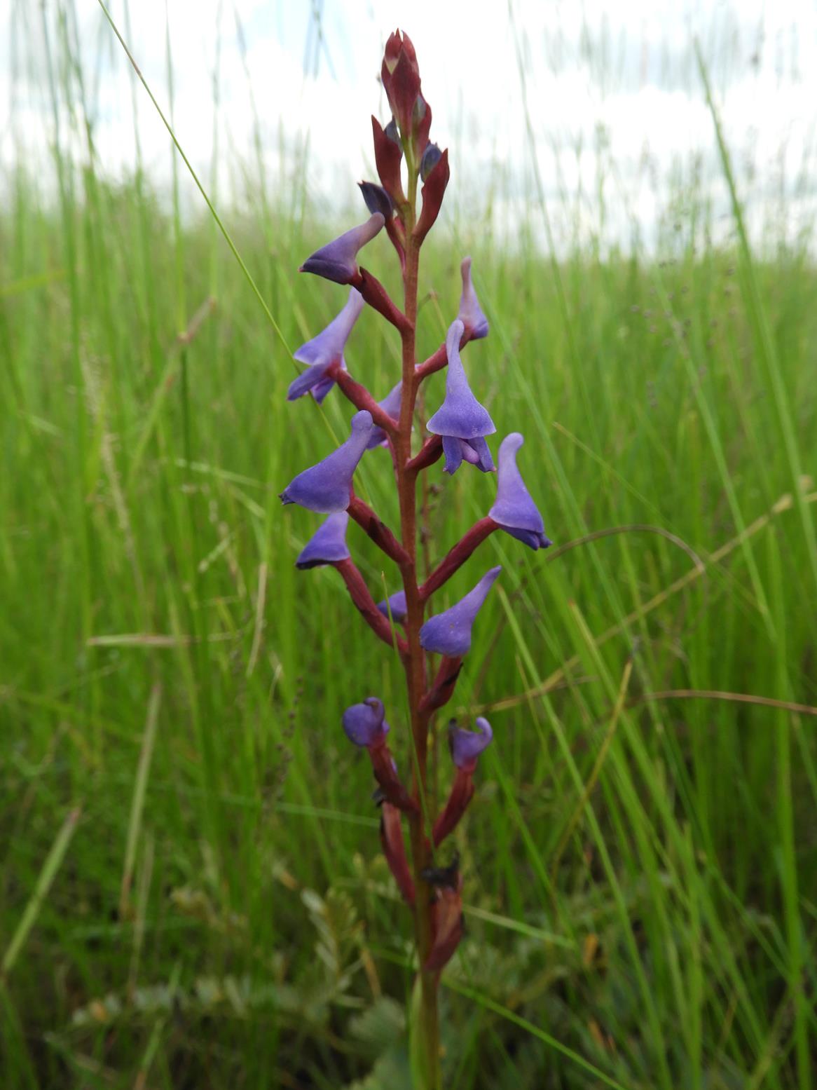 Disa equestris Disa equestris
