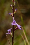 Disa equestris