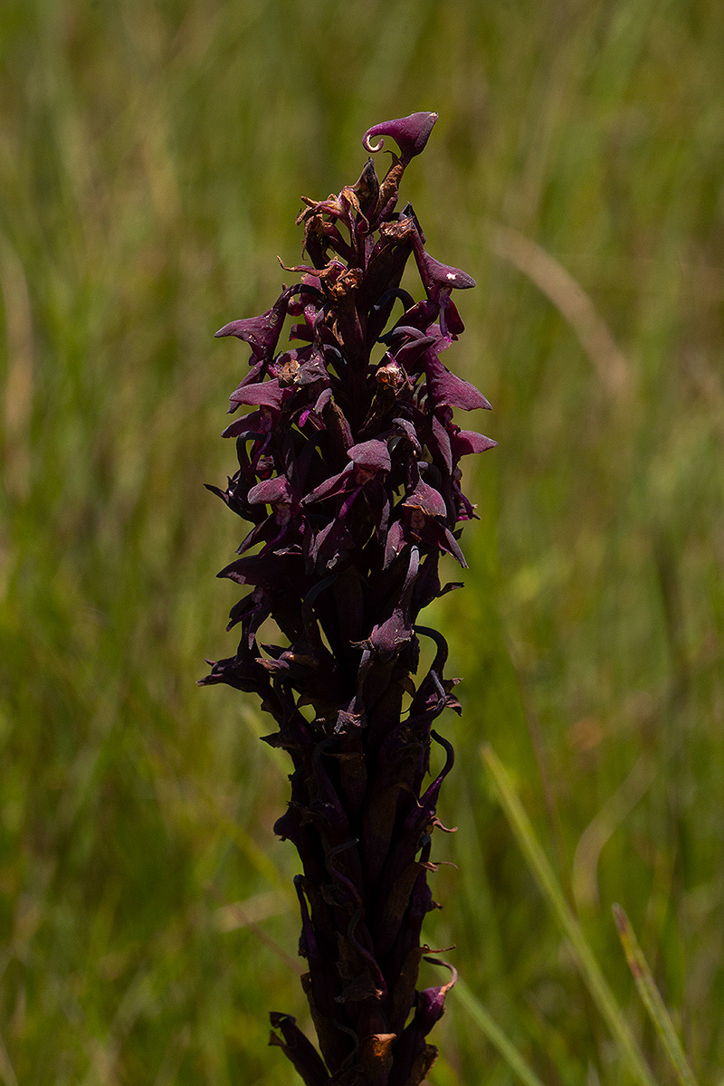 Disa hircicornis Disa hircicornis