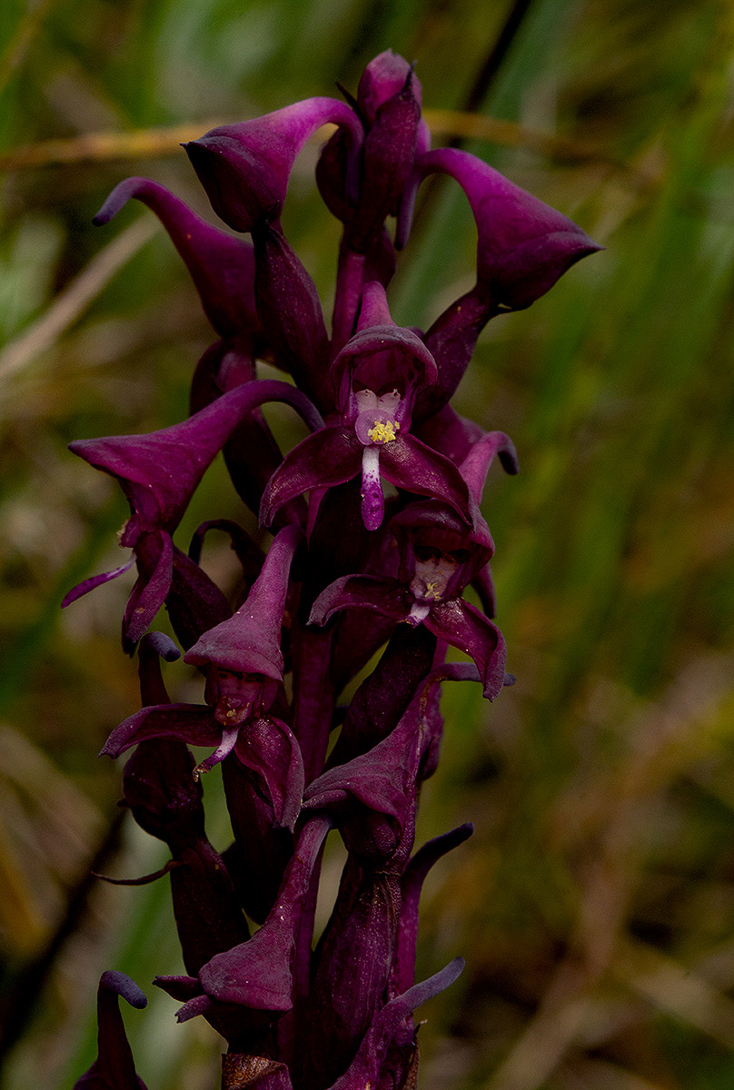 Disa hircicornis Disa hircicornis