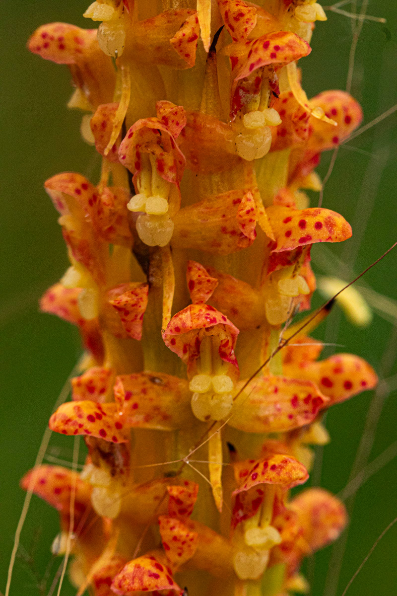 Disa ochrostachya