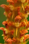 Disa ochrostachya