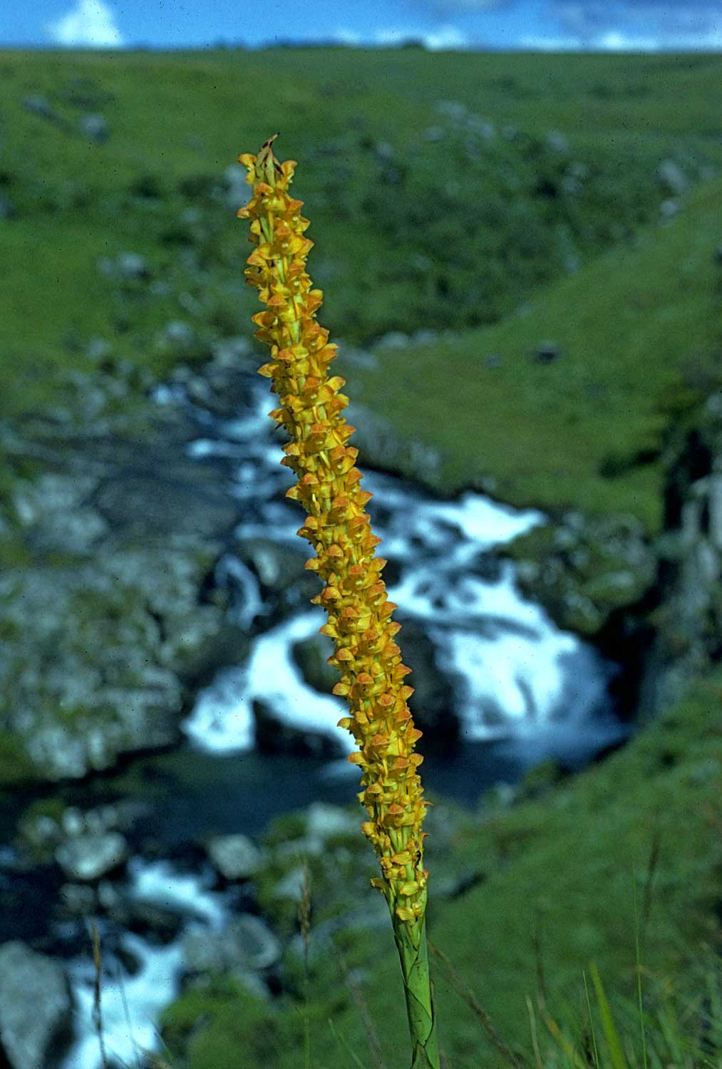 Disa ochrostachya Disa ochrostachya