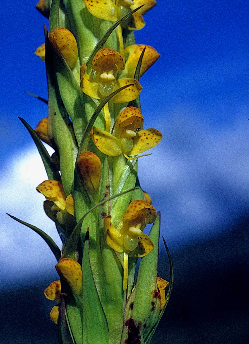 Disa ochrostachya