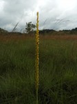 Disa ochrostachya