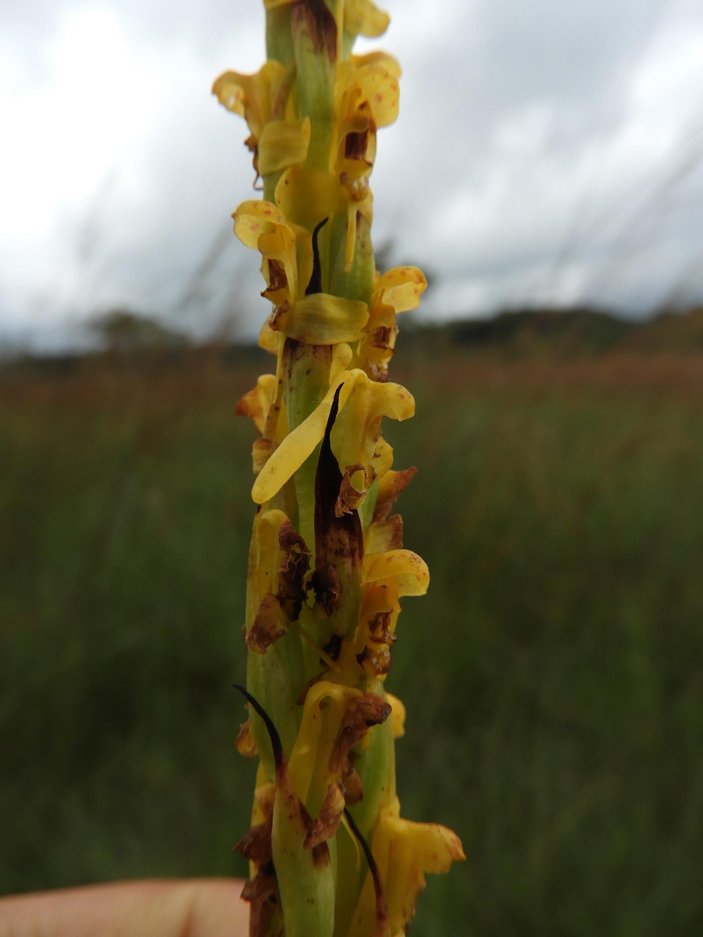 Disa ochrostachya Disa ochrostachya