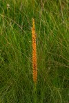 Disa ochrostachya