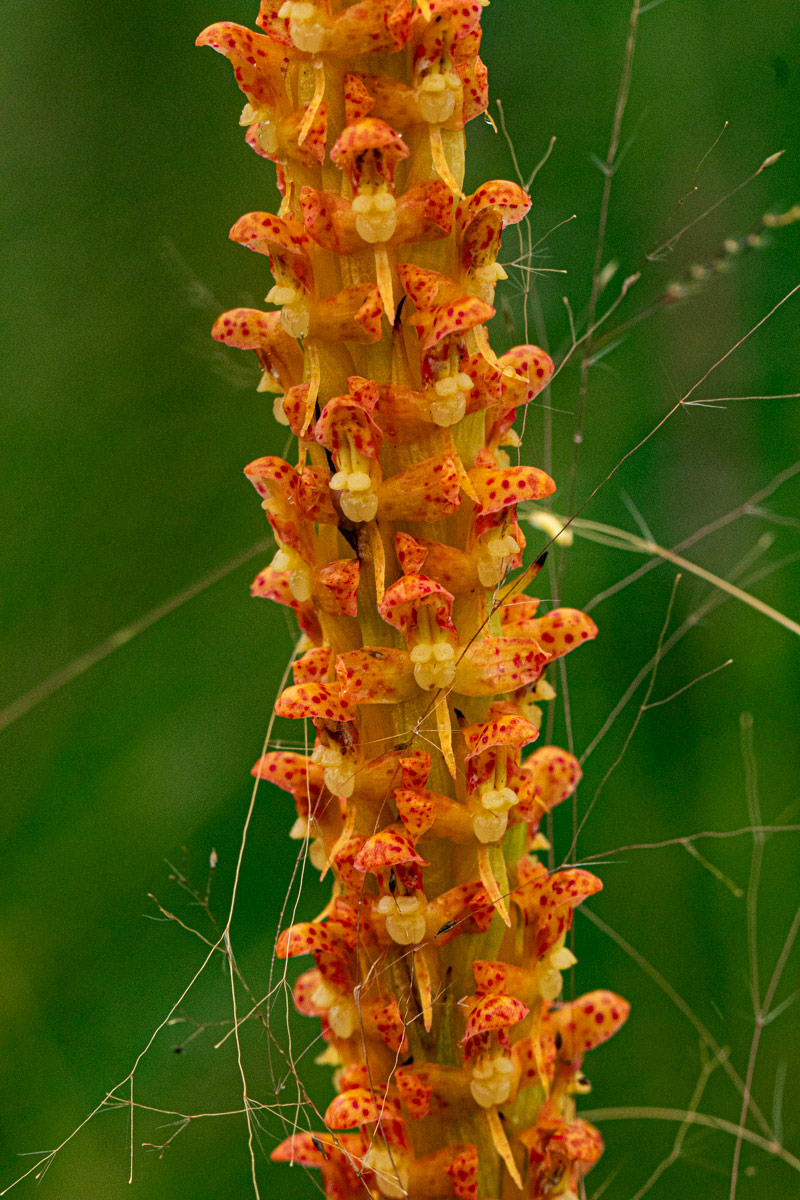 Disa ochrostachya