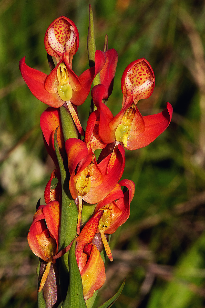 Disa ornithantha Disa ornithantha