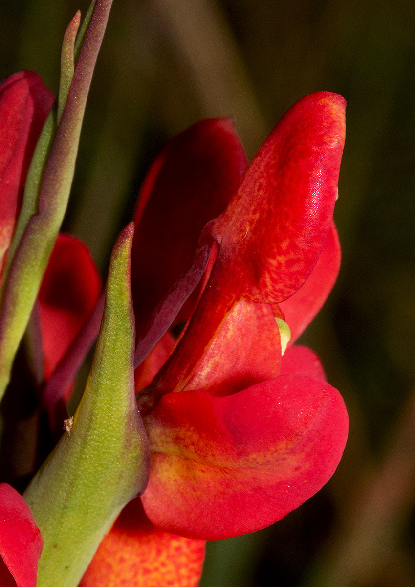 Disa ornithantha Disa ornithantha
