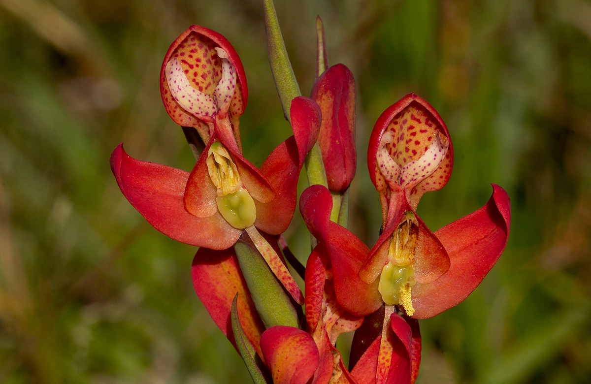 Disa ornithantha Disa ornithantha
