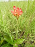 Disa ornithantha