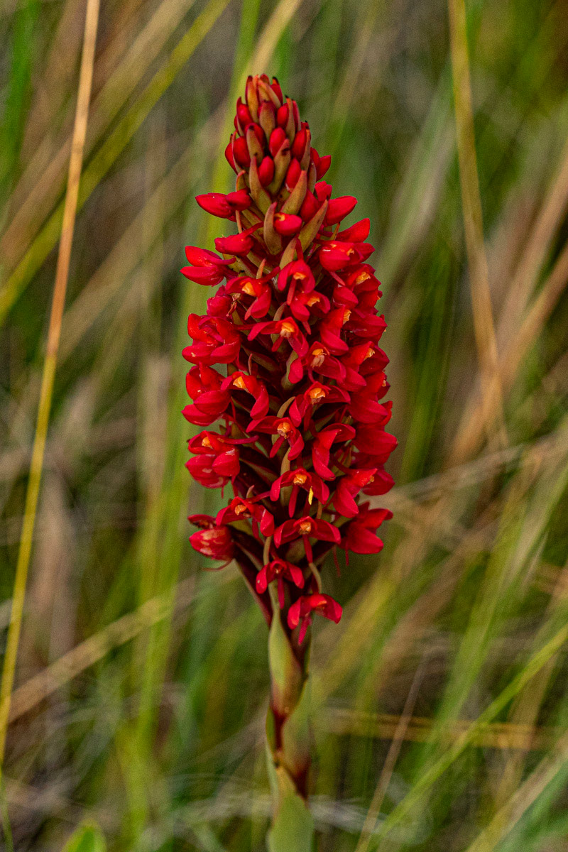 Disa welwitschii subsp. welwitschii Disa welwitschii subsp. welwitschii