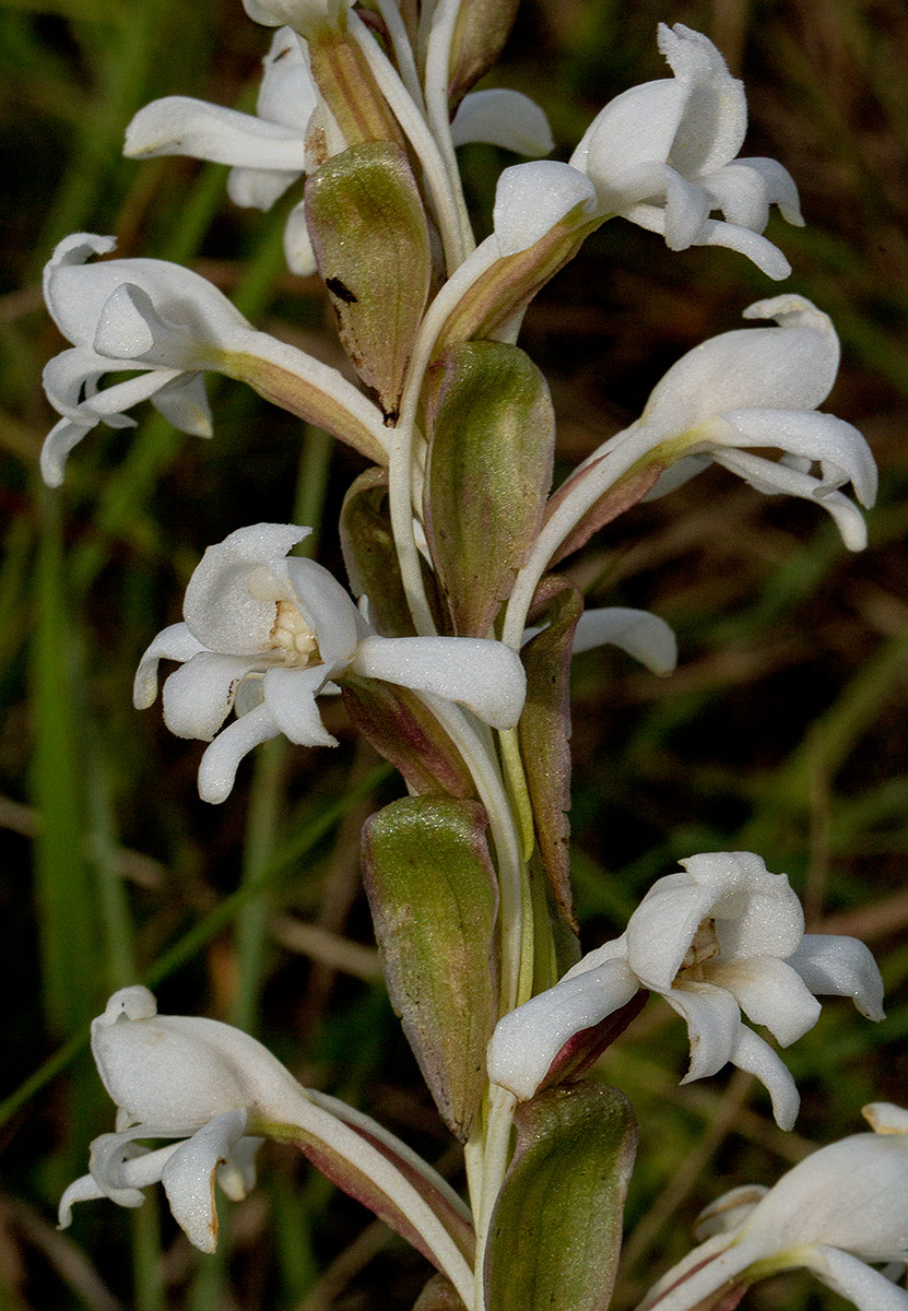 Satyrium buchananii Satyrium buchananii