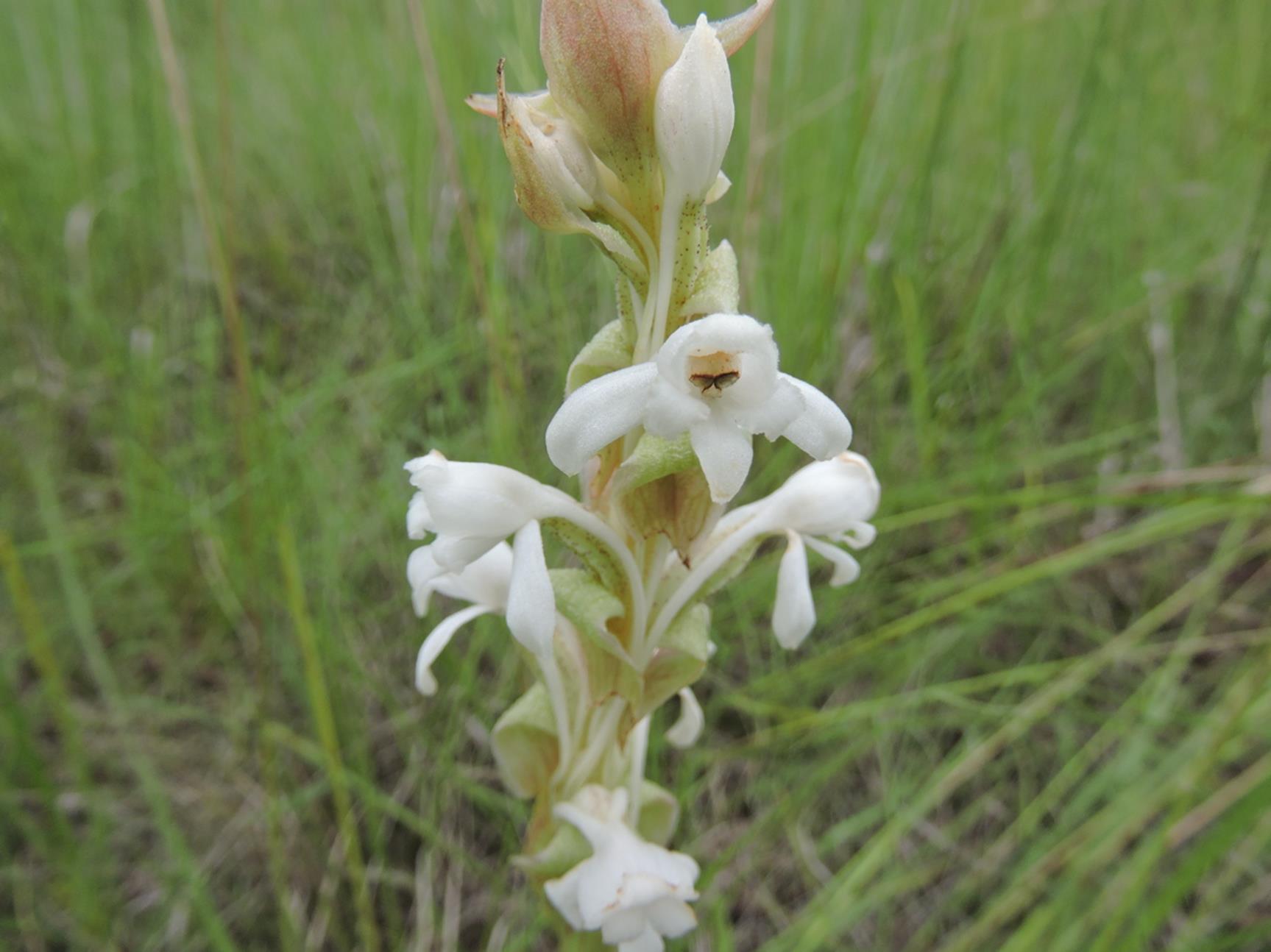 Satyrium buchananii Satyrium buchananii