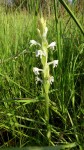 Satyrium buchananii