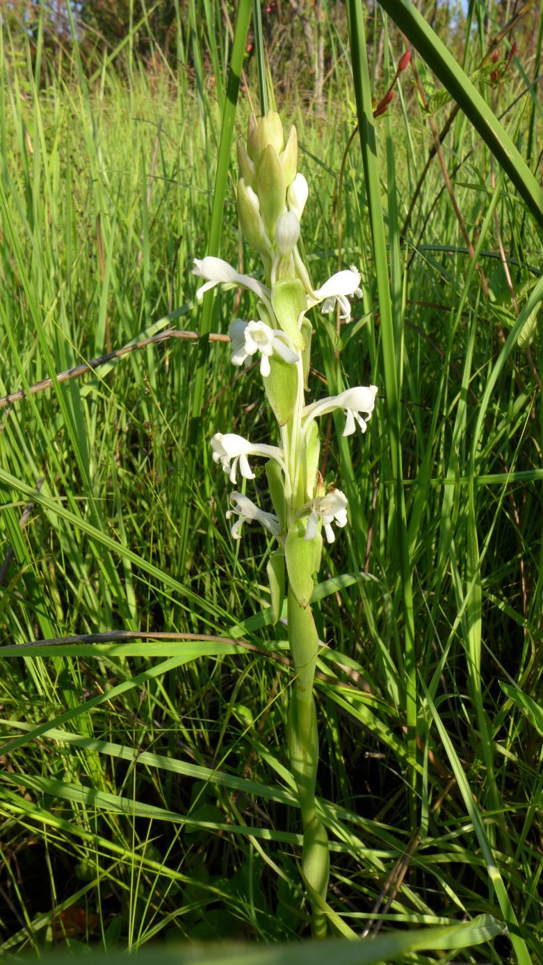 Satyrium buchananii Satyrium buchananii