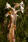 Satyrium buchananii