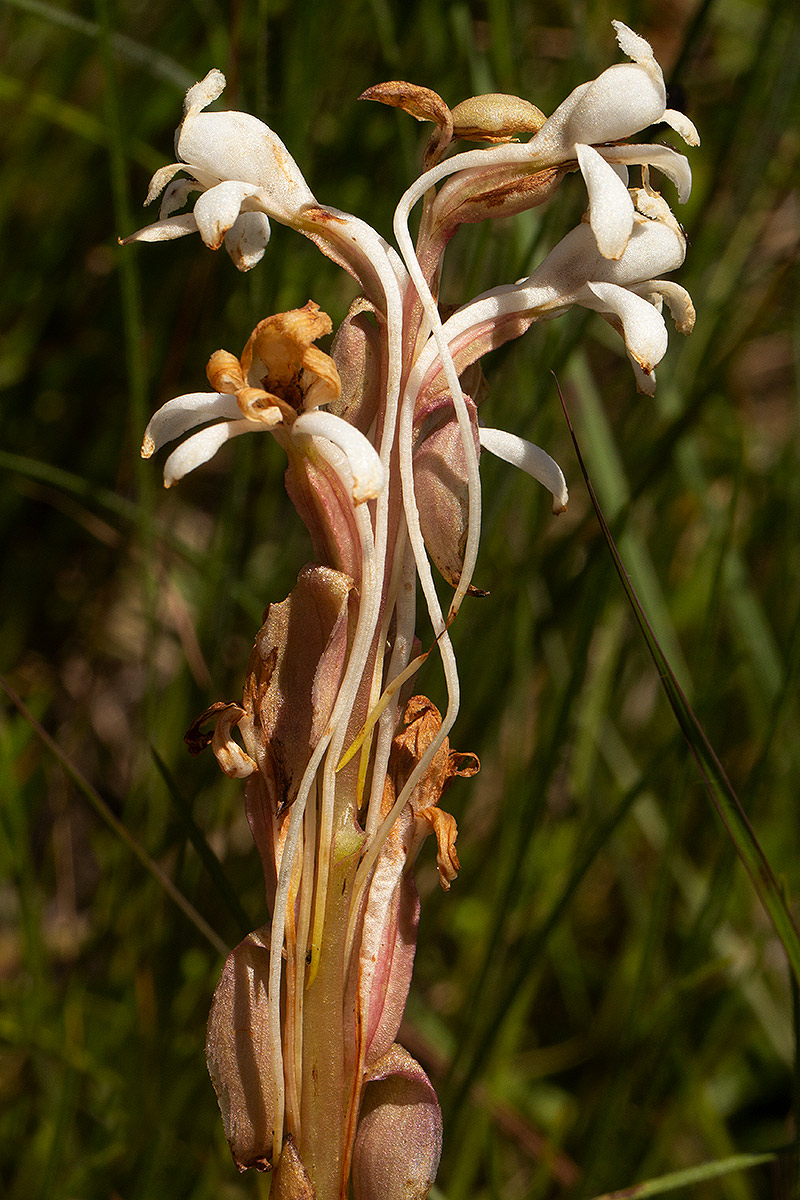 Satyrium buchananii Satyrium buchananii